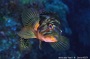 Serranus atricauda Serran a queue noire-Acores St maria Penedia-7m-20170821-Denis-ADER-DSC_9822_tn_tn